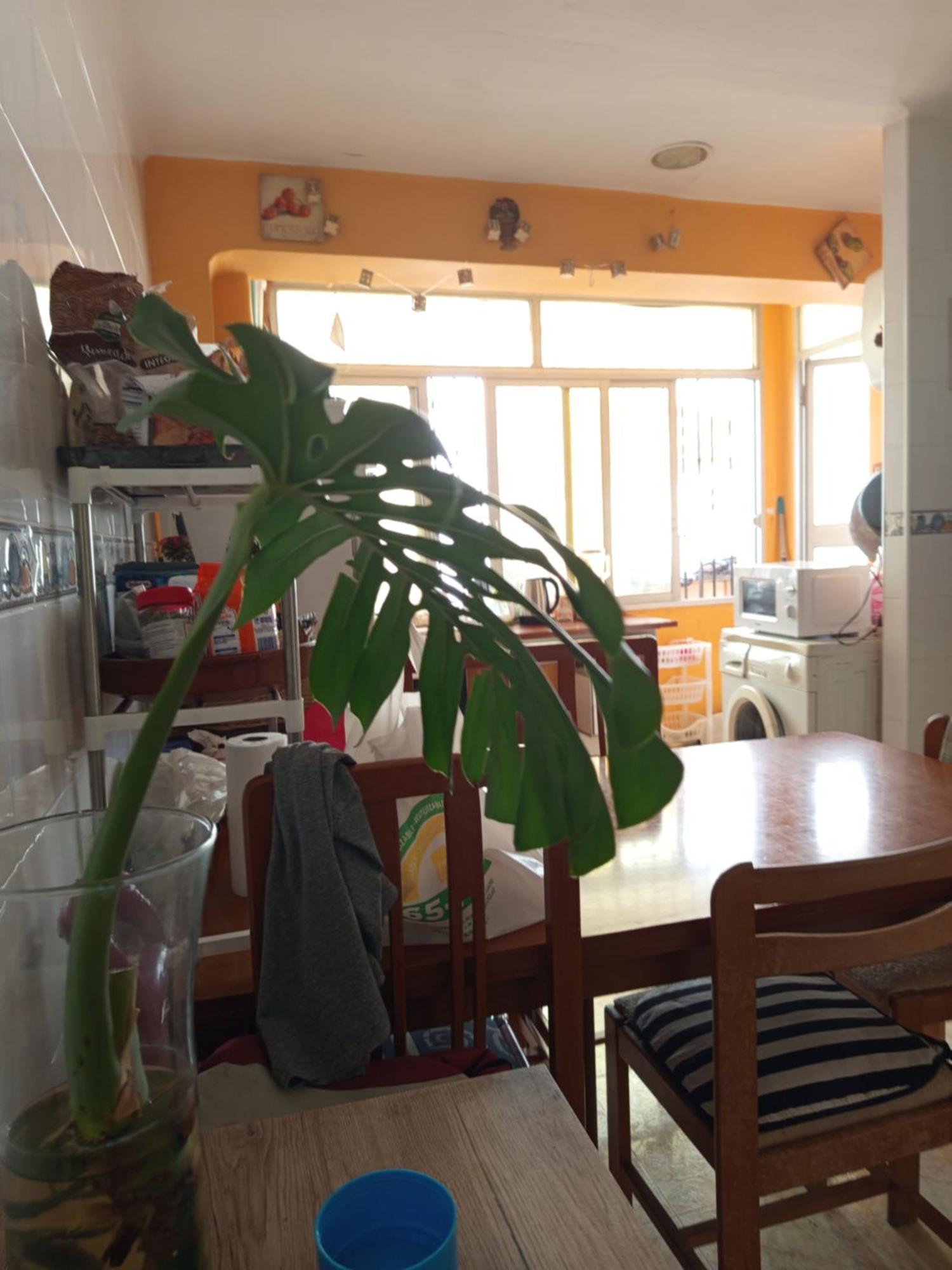 Comodas Homestay